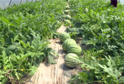 广西吃瓜视频爆料最新,揭秘背后惊人真相！”